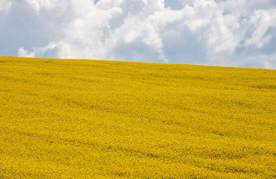A field with flowering rapeseed on a hill slope