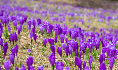 A close-up with many crocuses flowers in the field, perfect for wallpaper or background