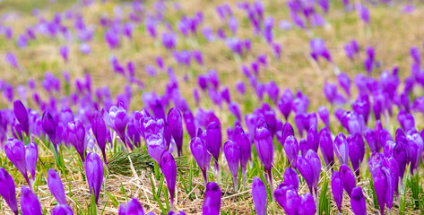 panoramic view with many crocus flowers on the field