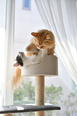 じゃれつく猫（マンチカン、メインクーン）