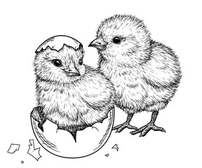 Vector illustration of two little chickens in engraving style  © Viktoriia Holovko