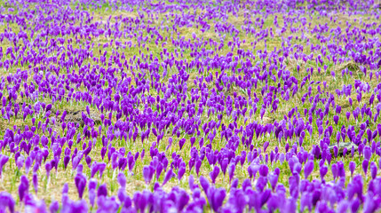 a carpet of crocus flowers in a field with selective focus