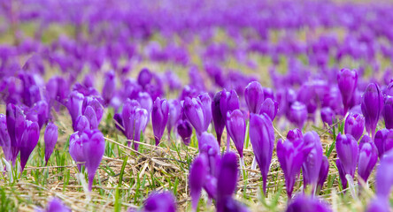 A panoramic foreground with many crocus flowers in a field