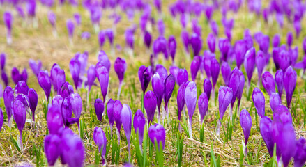 Naklejka premium A high angle shot with many crocus flowers in a field