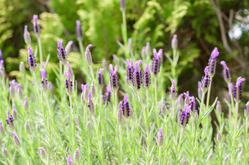 French Lavender (Lavandula Stoechas) Flowers