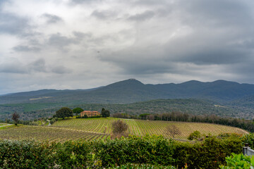 Landscape in the Bolgheri area on the Tuscan coast, with vineyards a few kilometers from the sea...