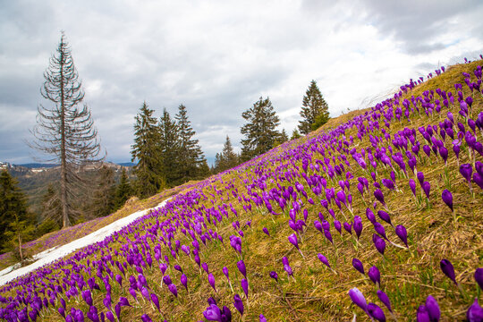 Landscape with many crocuses on a mountain field