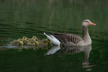 Parent Greylag Goose (Anser anser) out with their young goslings. Gelderland in the Netherlands.                    