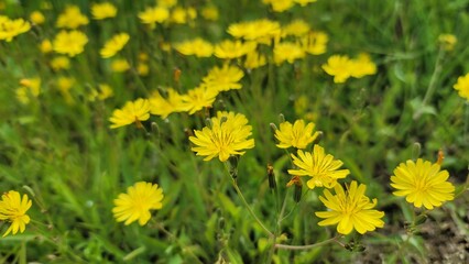 봄날 들판에 핀 노란 야생화 들꽃