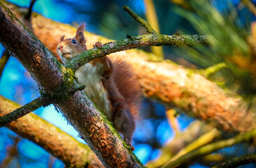 squirrel on a branch with a blue sky