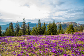 Landscape with many crocus flowers on a mountain field in the Carpathian mountains
