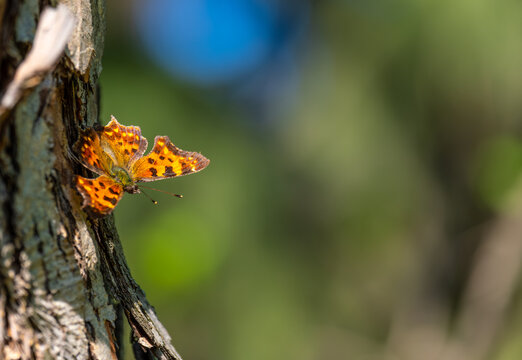 Butterfly anglewing on the trunk of a tree close-up.