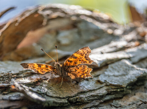 Butterfly anglewing on the trunk of a tree close-up.