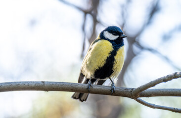 Fototapeta premium A tit on a tree branch on a spring day.