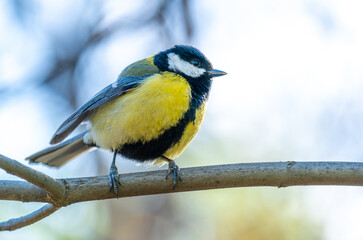 Fototapeta premium Tit on a branch close-up.