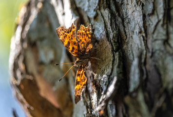 Butterfly anglewing on the trunk of a tree close-up.