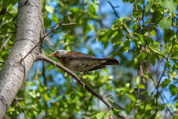 Bird blackbird mountain ash on a tree branch close-up.