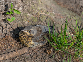 A young blackbird is sitting in the forest on the ground.