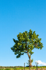 Front view, far distance of a single tree, on Panzano  hill, against a clear, blue, April sky