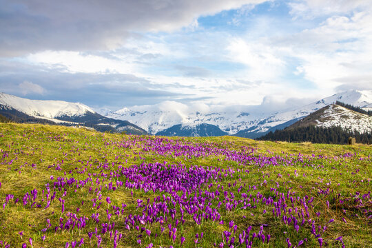 Landscape with many crocuses on a mountain field