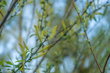 New green leaves on the branches on a spring day.