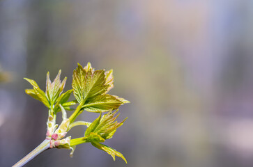 Fresh green leaves on a bush branch on a spring day.