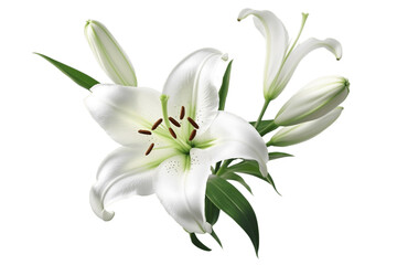 Isolated Lily Flower Blossom on Transparent Background, Generative Ai