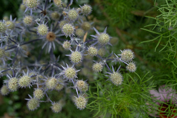 Floral. Top view of Eryngium planum Blue Glitter, also known as Sea Holly, blue flowers blooming in the garden.
