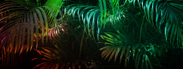 Fototapeta na wymiar Close up image of palm tree leaf. Tropical and nature banner background