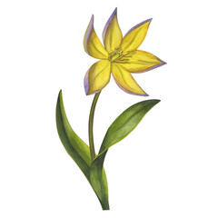 Yellow Bieberstein tulip. Lily. Early blooming. Spring flower. Hand-drawn watercolor illustration isolated on white background. For use card, poster, label, scrapbook, logo