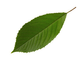 Fresh green Sweet Cherry  leaf isolated on white background.
