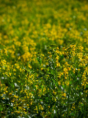 Many small yellow meadow buttercup flowers with green leaves background. Full frame and top view of wildflowers in spring.