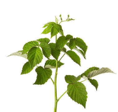 Branch of Raspberry with green leaves isolated on white background. Selective focus.