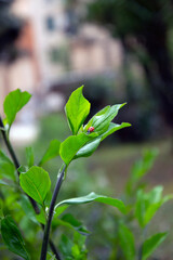 Horizontal photo of a ladybug on a green plant 