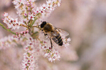 Bee, nature, flower, spring, fly, plant, honey, pollen, macro, closeup