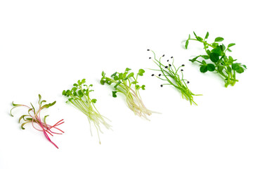Green pea, beet, mustard, radish and chives onion microgreen on white background. Mix of micro green shoots. Healthy food concept