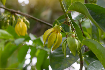 Yellow flower of Climbing ylang-ylang, Climbing ilang-ilang, Manorangini, Hara-champa, Kantali champa or Artabotrys hexapetalus bloom on tree with sunlight in the garden. Is a Thai herb.