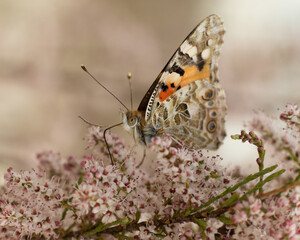 Obraz premium butterfly, nature, flower, closeup, macro, colorful, plant