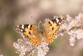butterfly, nature, flower, closeup, macro, colorful, plant
