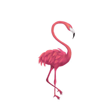 Flamingo isolated over White. Raster Illustration of Summer Tropical Hand Drawn Design.