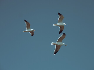 Seemöwen underneath shot