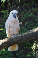 moluccan cockatoo bird in garden