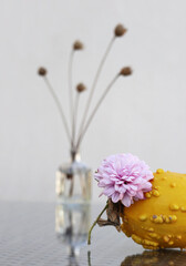 Chrysanthemum and decorative pumpkin - 600451533