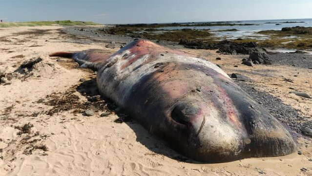 Dead body of a whale washed up on a beach near the coast, Iceland. Dead whale beached on the shore of Iceland. Unique footage of natural landscape of Iceland. High quality 4k footage