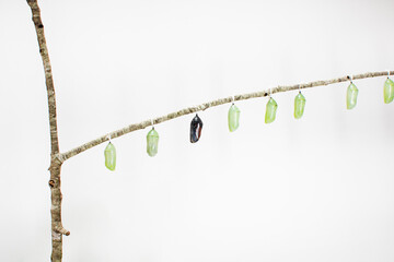 Monarch butterfly chrysalid hanging on a branch isolated on the white background. Educational picture of the pupa of butterflies. Ready to be born.  - obrazy, fototapety, plakaty