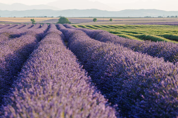 Fototapeta na wymiar Sunrise over blooming fields of lavender, Valensole, Provence, France