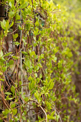 young leaves of wild grapes in spring in the garden