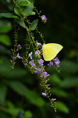 Closeup view of a butterfly resting on flower