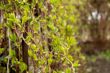 young leaves of wild grapes in spring in the garden