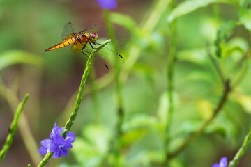 Dragonfly perching on green leaf.